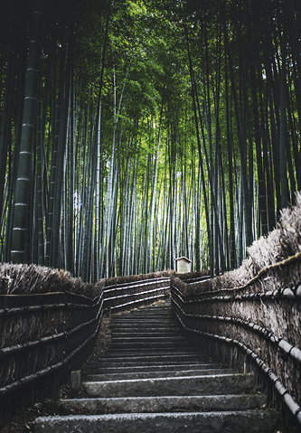 Japón y sus Festivales